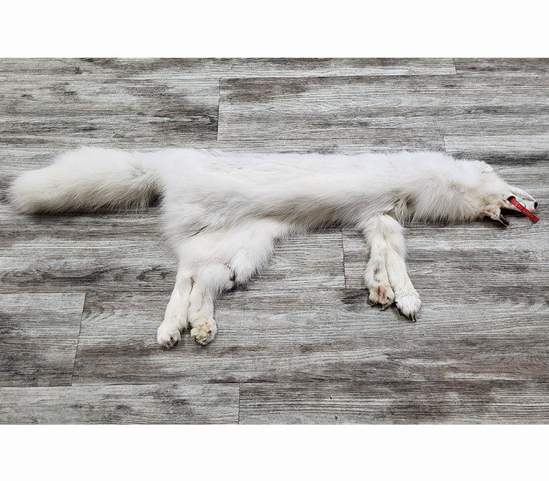 PEAU - RENARD ARCTIQUE #0000813