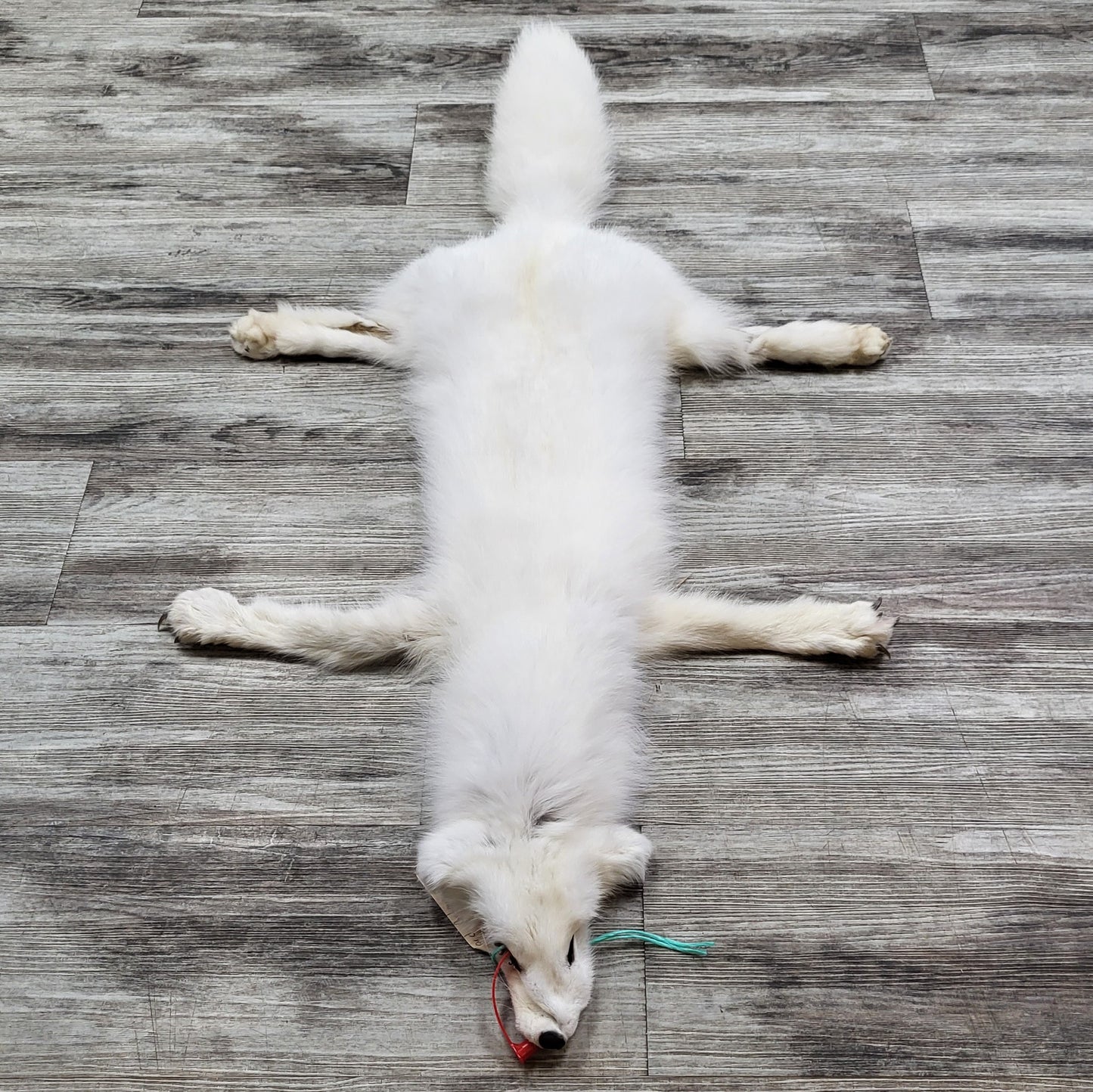PEAU - RENARD ARCTIQUE #0000813