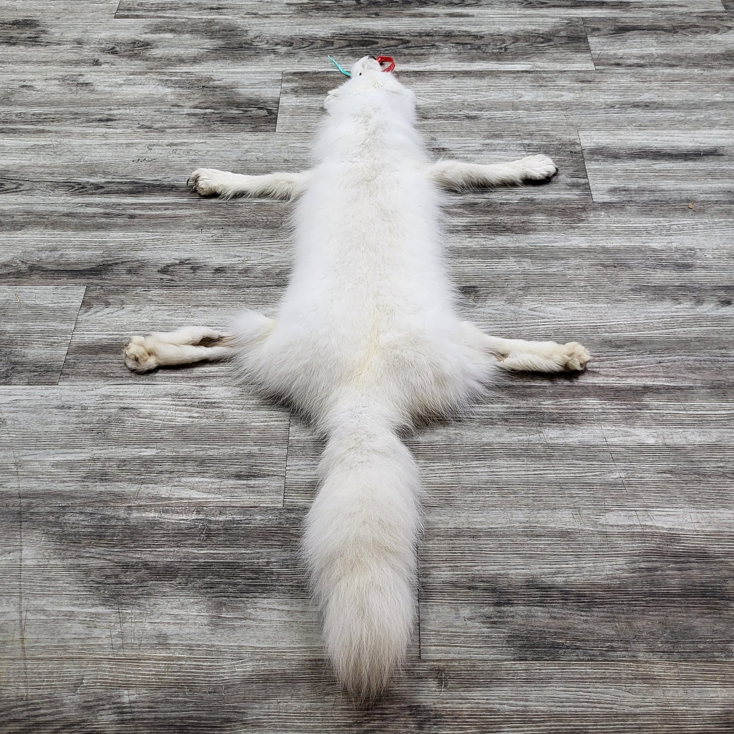 PEAU - RENARD ARCTIQUE #0000813