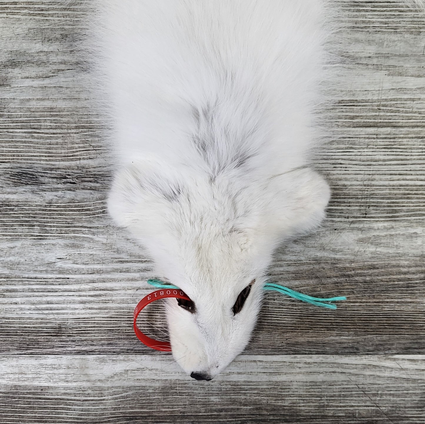 PEAU - RENARD ARCTIQUE #0000813