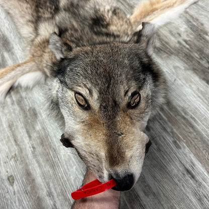 Peau - Loup des bois #0001048