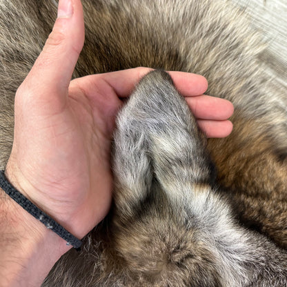 Peau - Loup des bois #0001048