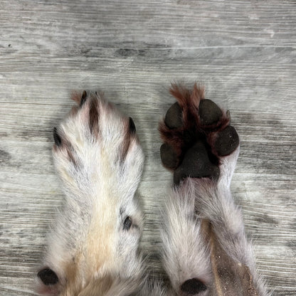 Peau - Loup des bois #0001048