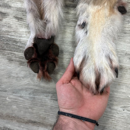 Peau - Loup des bois #0001048