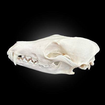 Crâne blanchi de renard - TAGBC 0001081