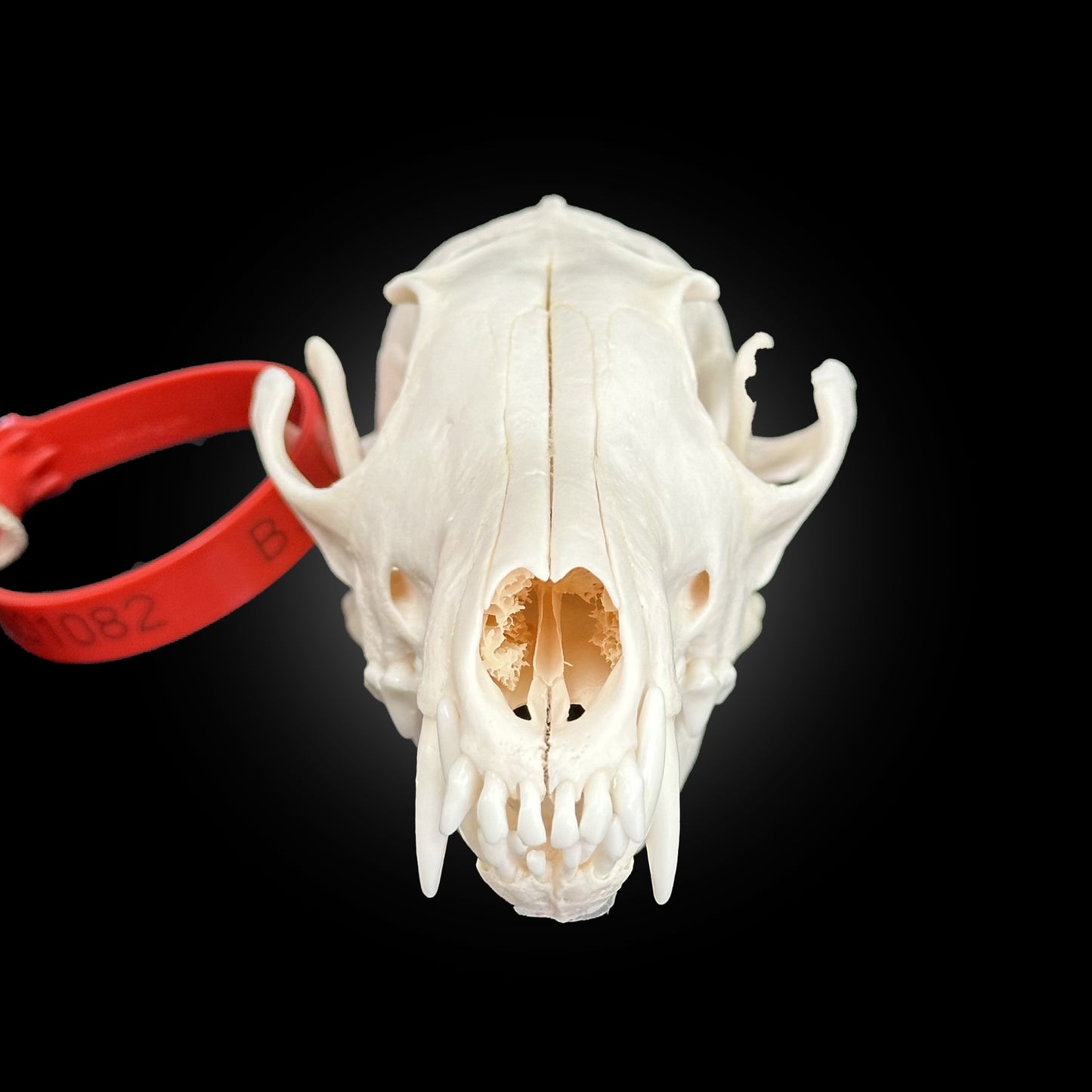 Crâne blanchi de renard - TAGBC 0001082