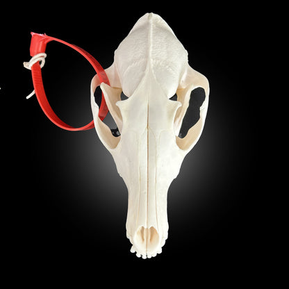 Crâne blanchi de renard - TAGBC 0001082
