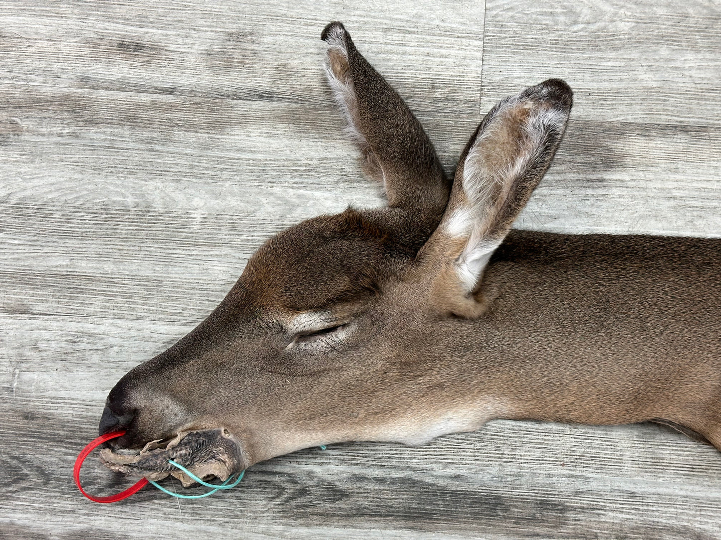 Peau - Chevreuil #0001086