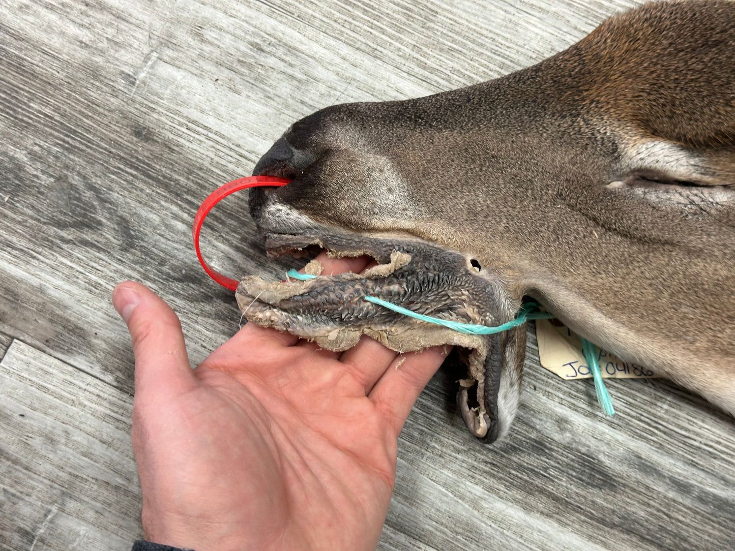 Peau - Chevreuil #0001086