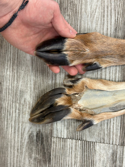 Peau - Chevreuil #0001086