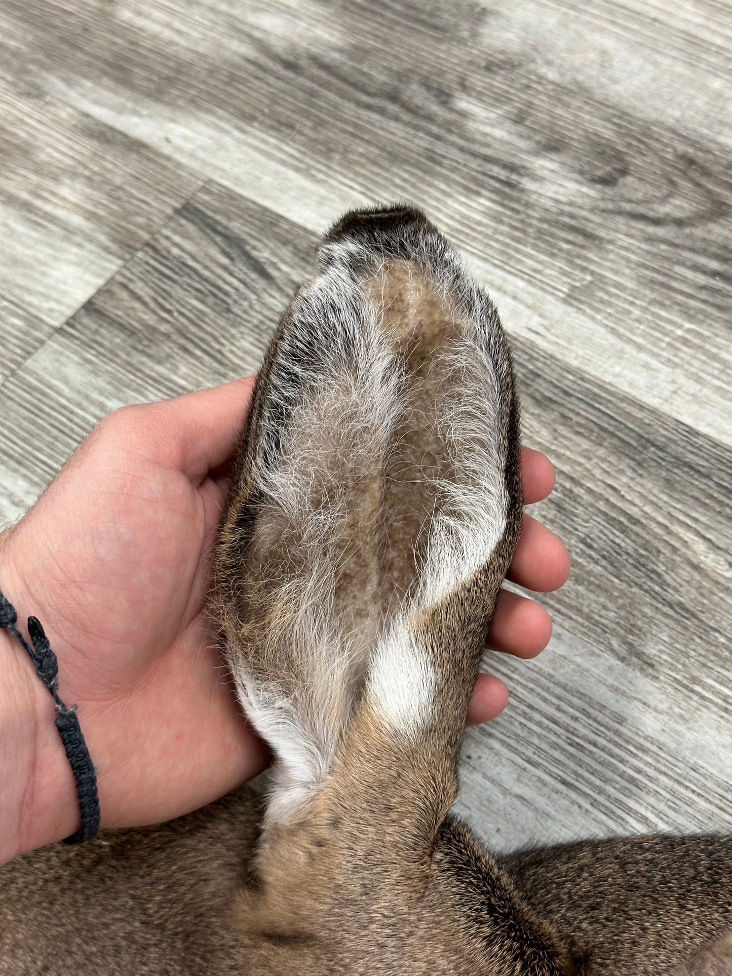 Peau - Chevreuil #0001086