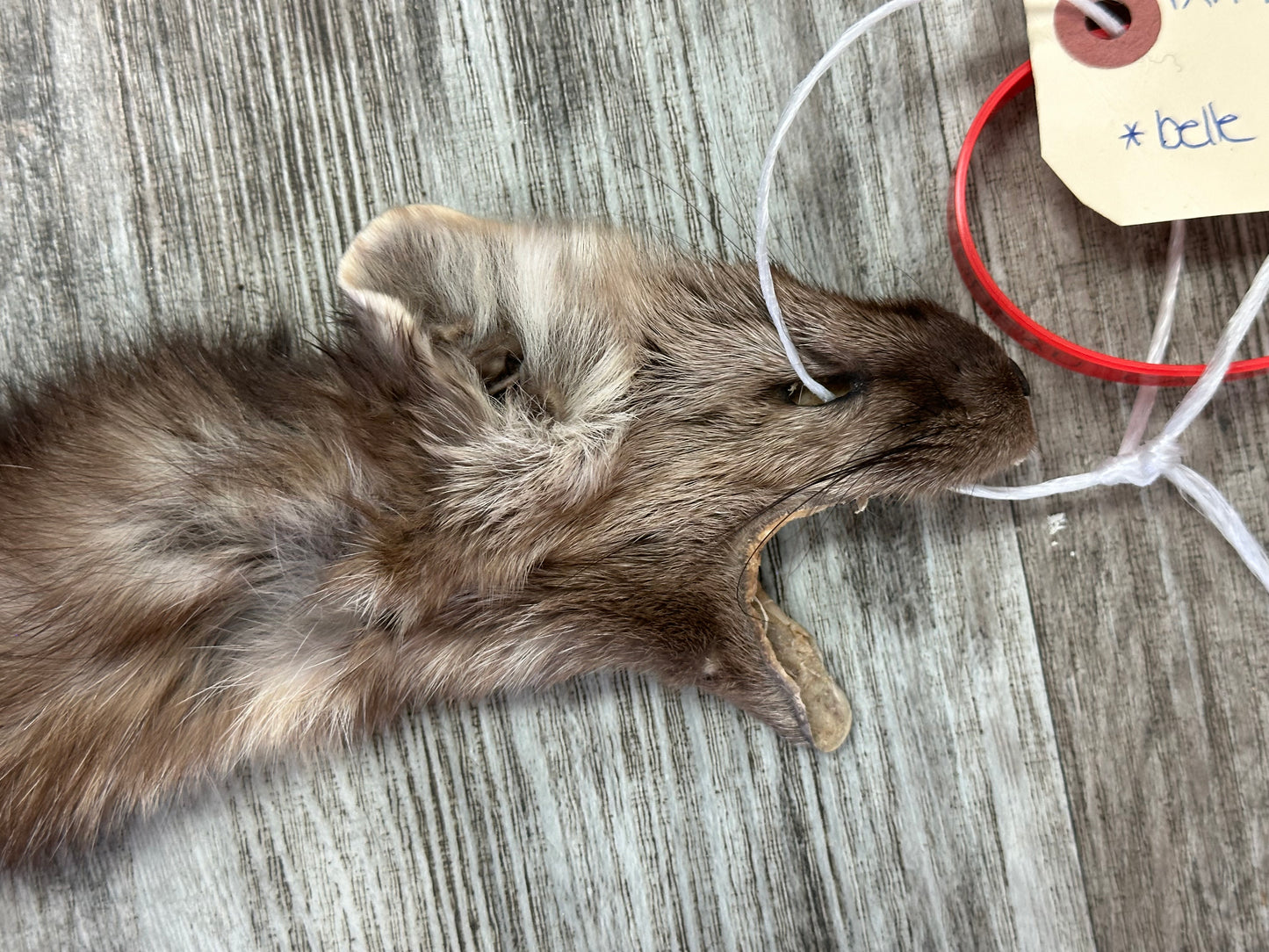 Peau - Martre #0001090