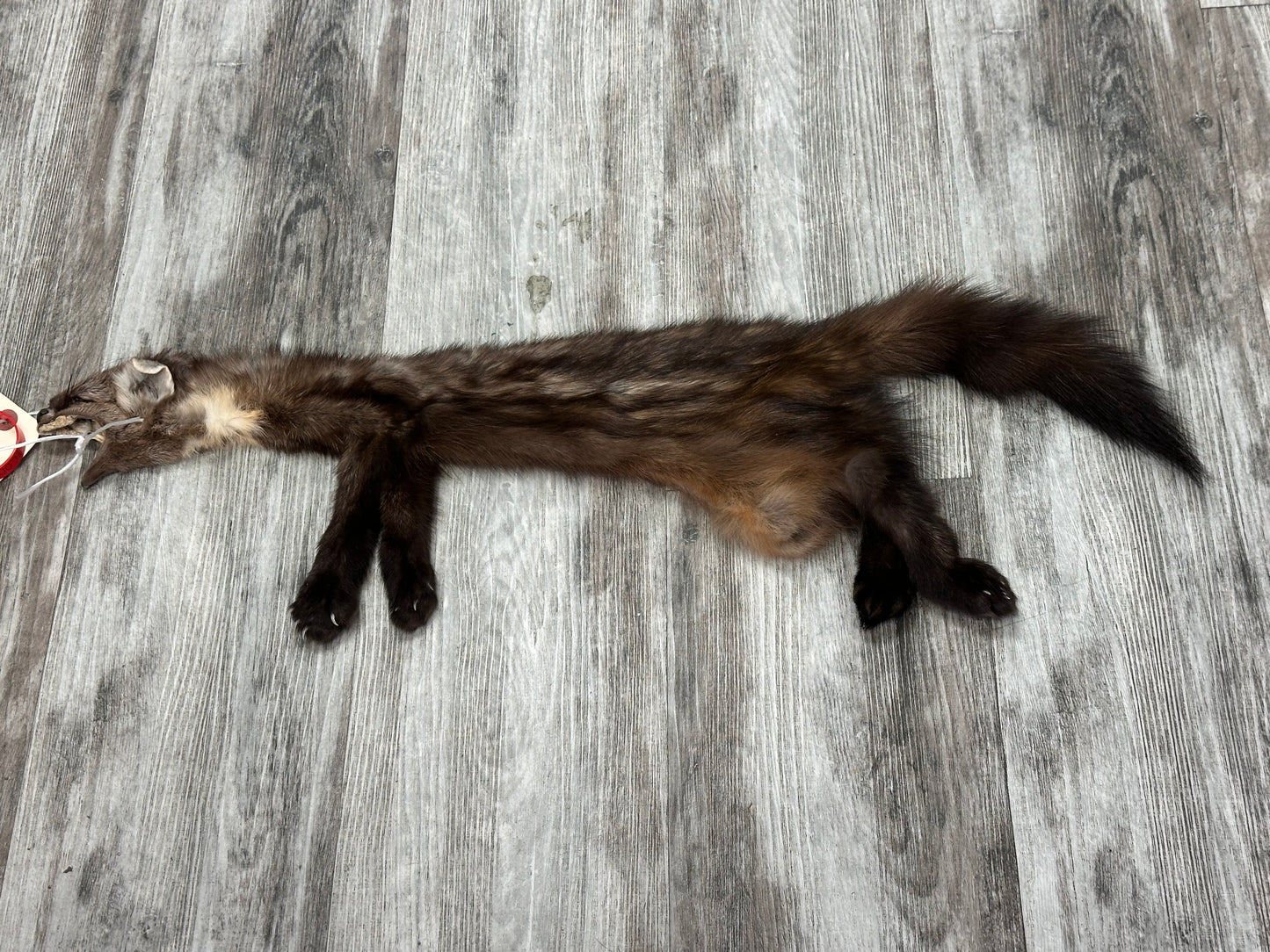 Peau - Martre #0001090