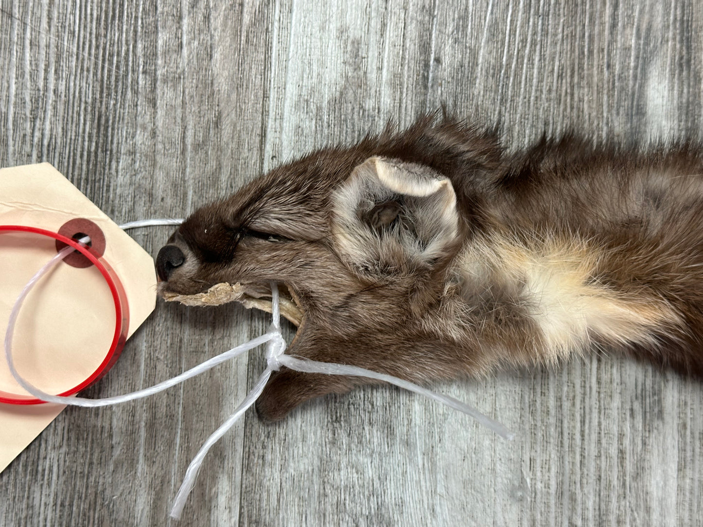 Peau - Martre #0001090