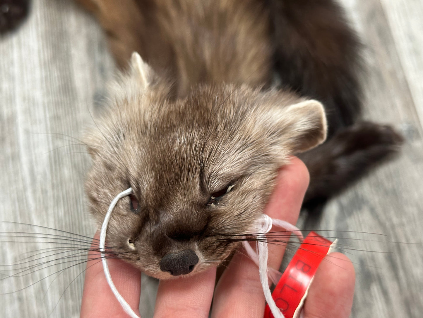 Peau - Martre #0001090