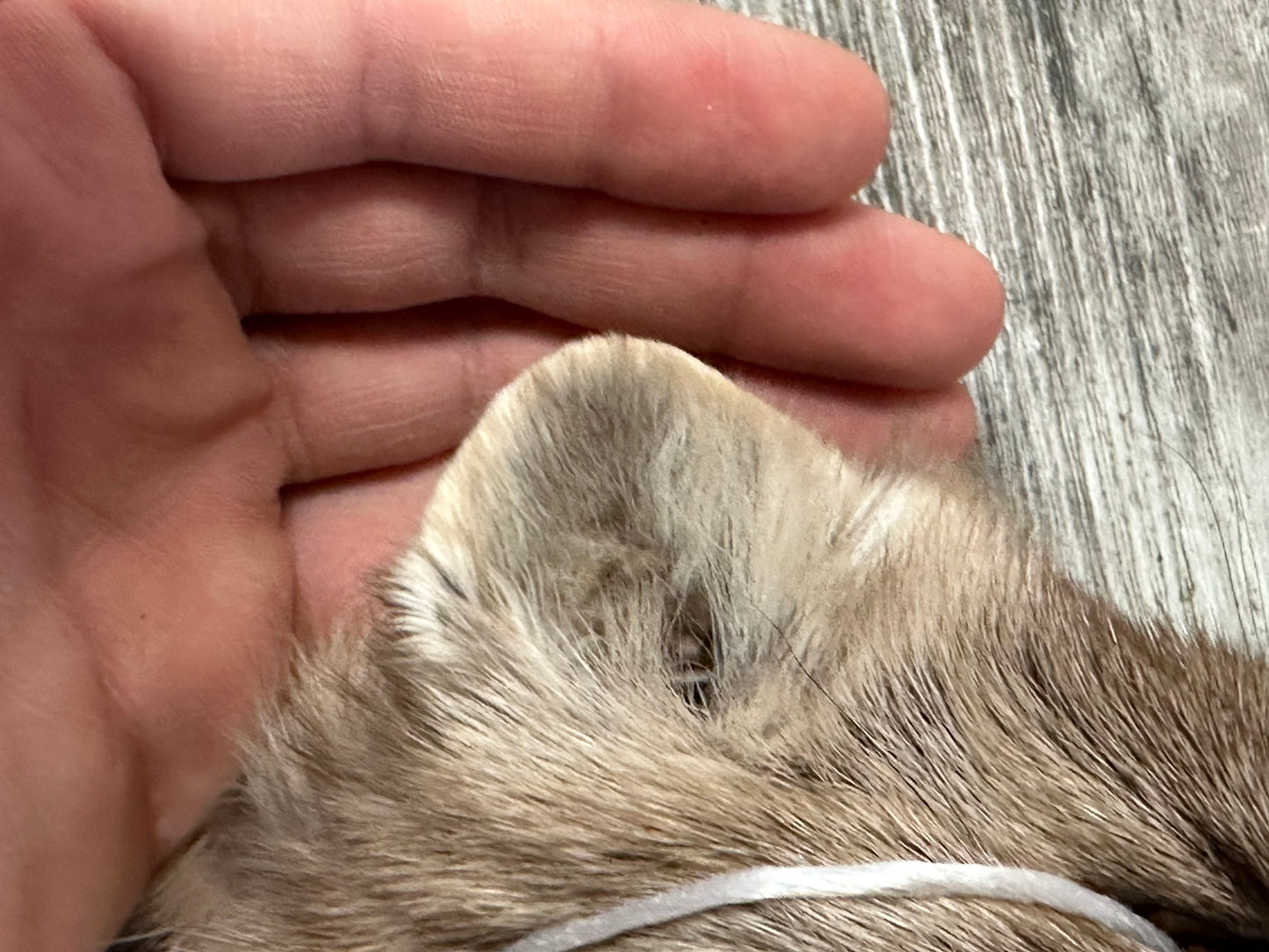 Peau - Martre #0001090