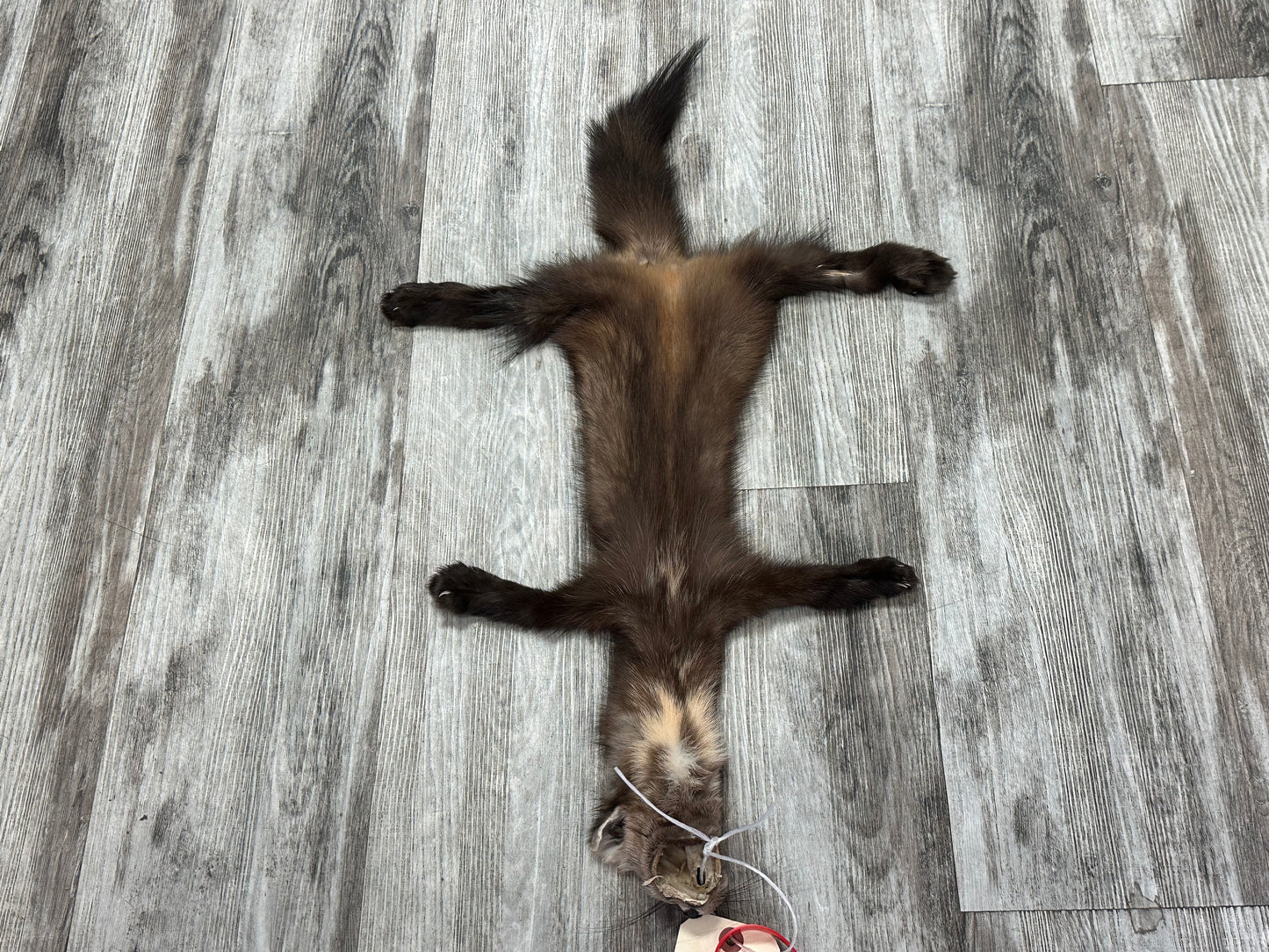 Peau - Martre #0001090