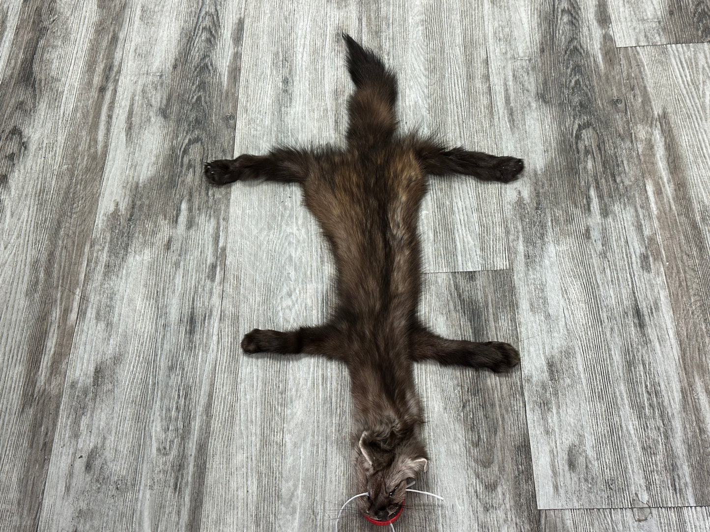 Peau - Martre #0001090