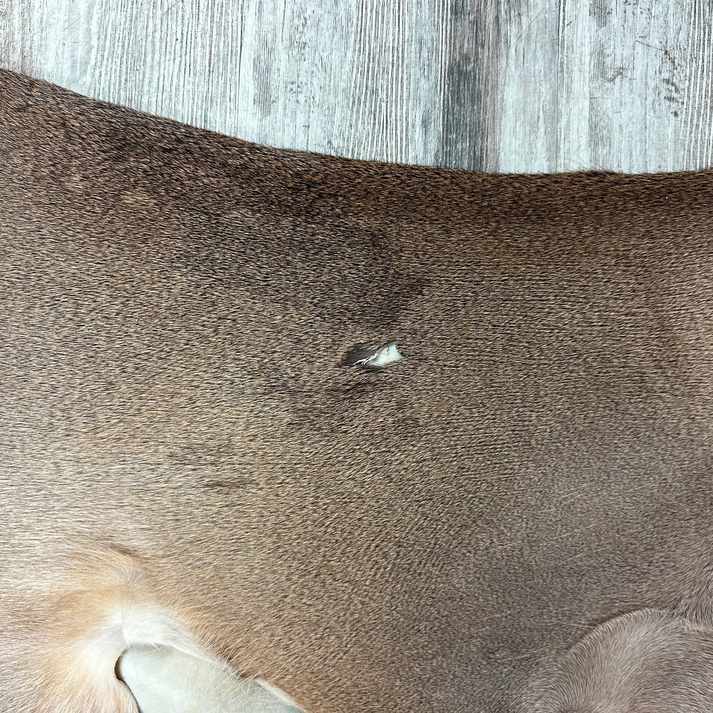 Peau - Chevreuil #0001096