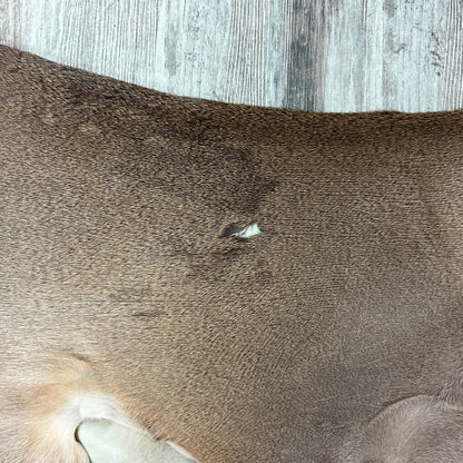 Peau - Chevreuil #0001096