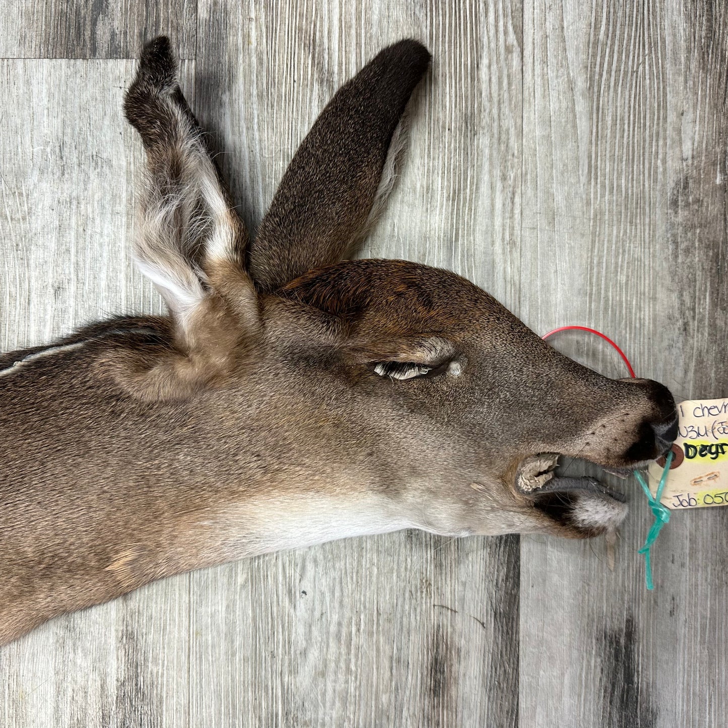 Peau - Chevreuil #0001096