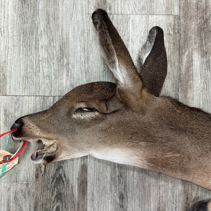 Peau - Chevreuil #0001096