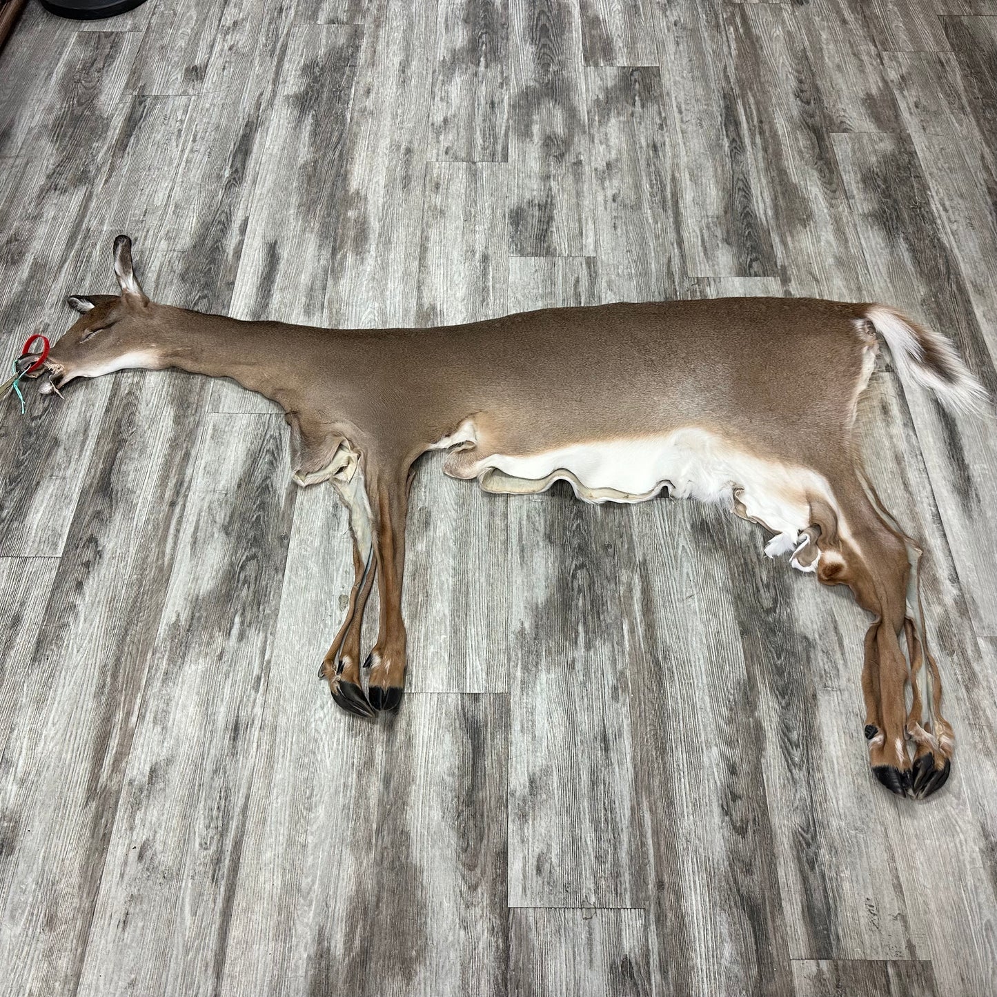 Peau - Chevreuil #0001096