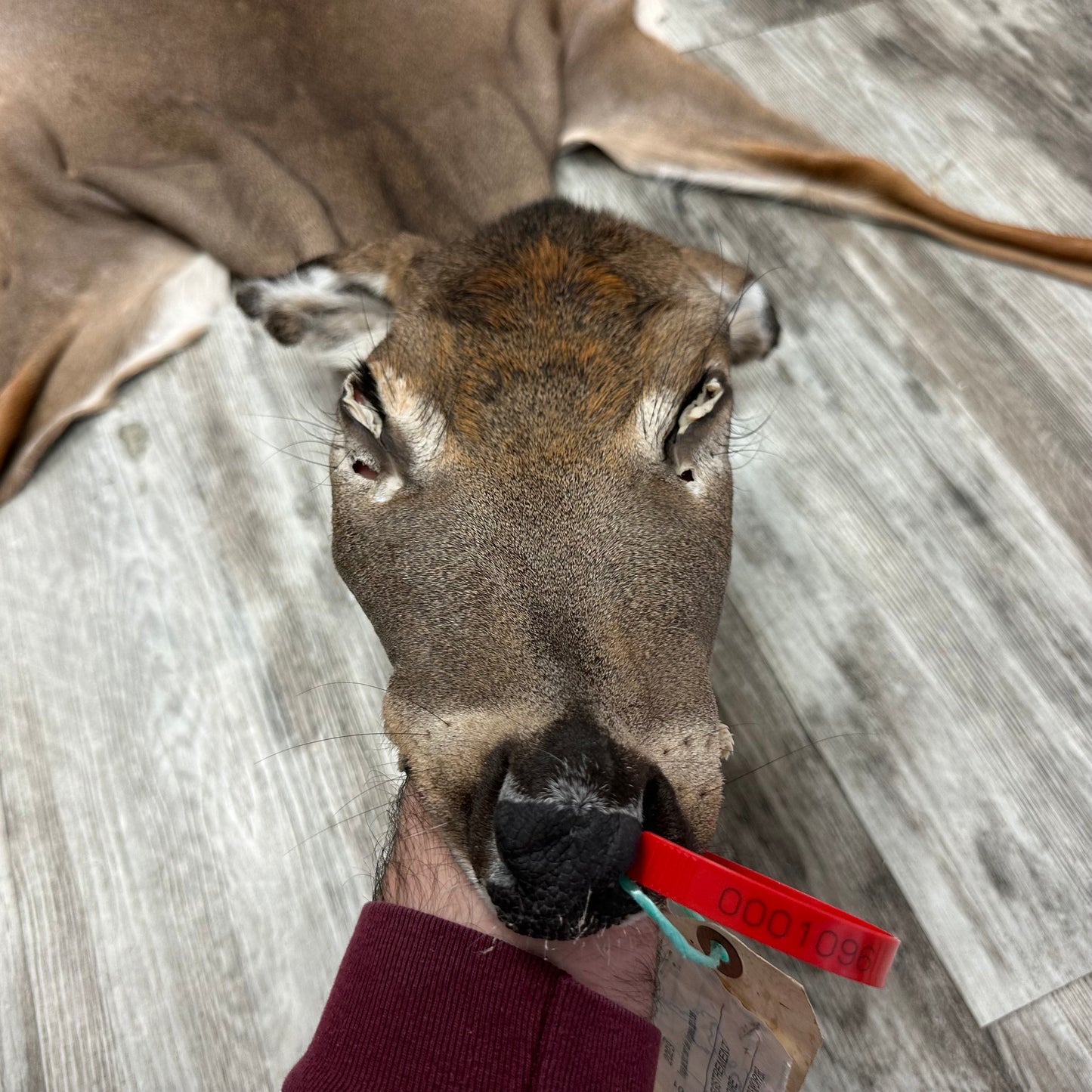 Peau - Chevreuil #0001096