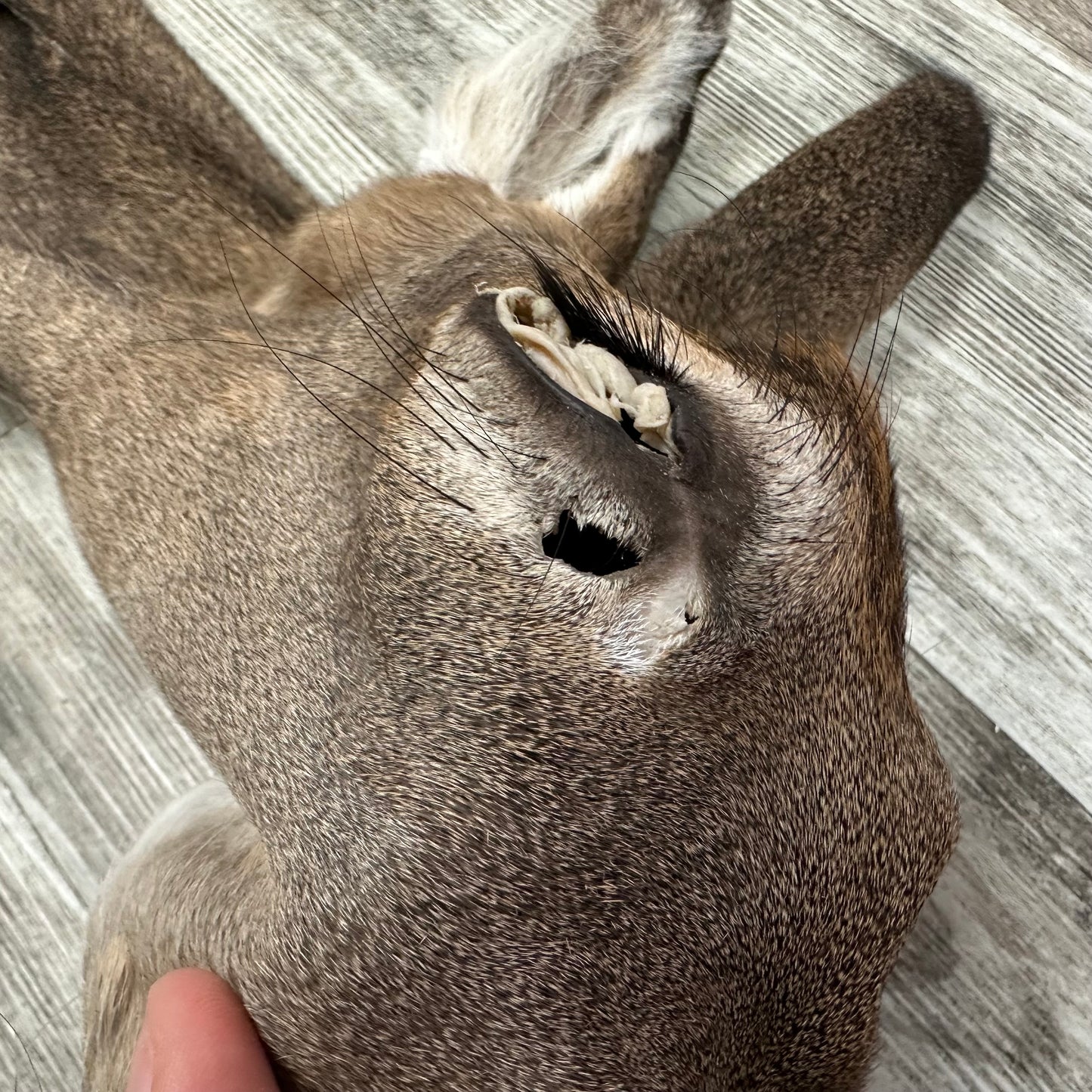 Peau - Chevreuil #0001096