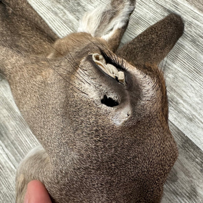 Peau - Chevreuil #0001096