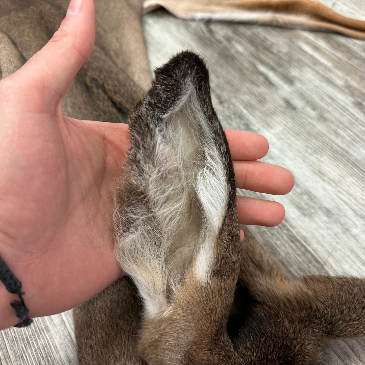 Peau - Chevreuil #0001096