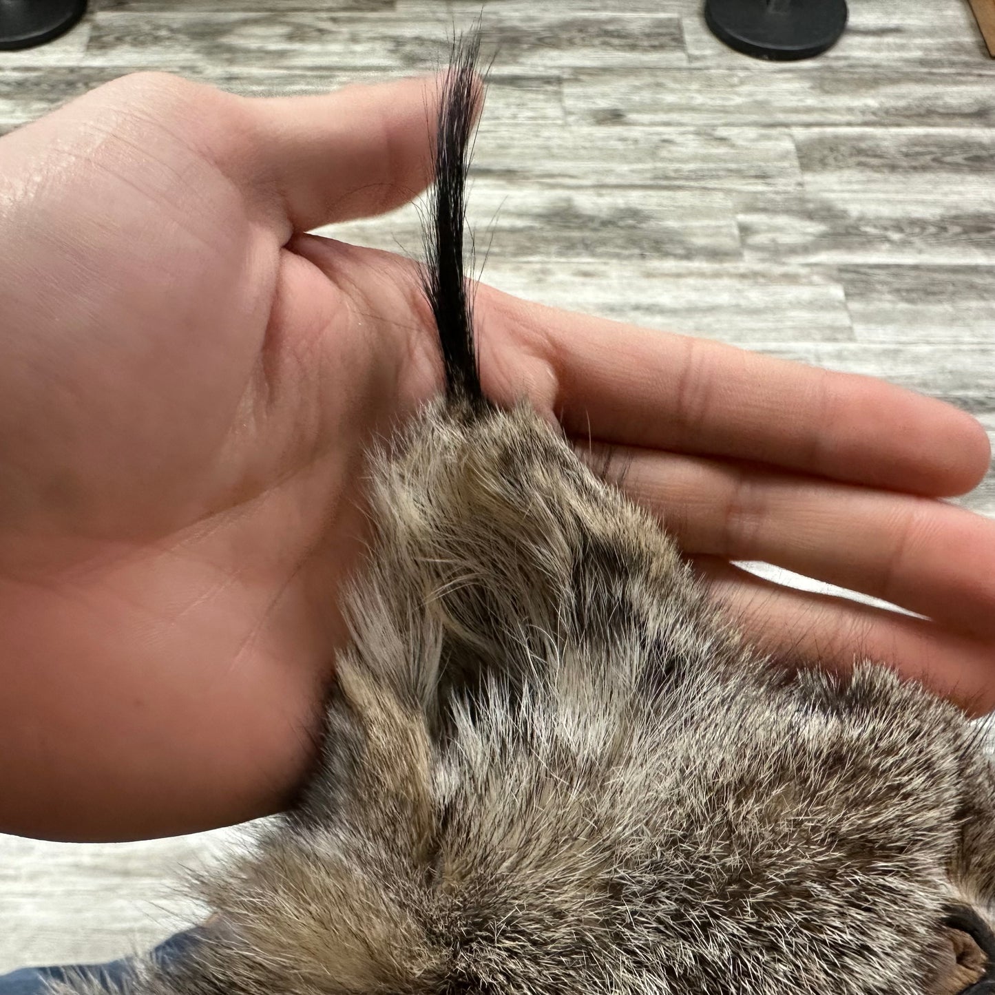 Peau - Lynx #0001115