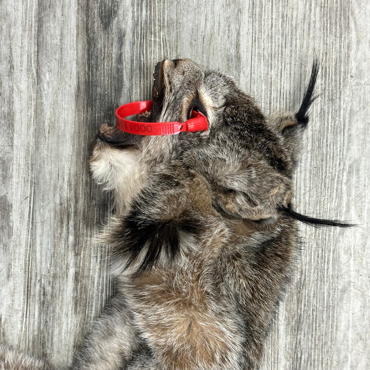 Peau - Lynx #0001115