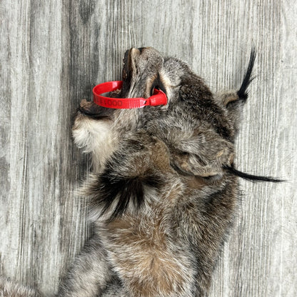 Peau - Lynx #0001115