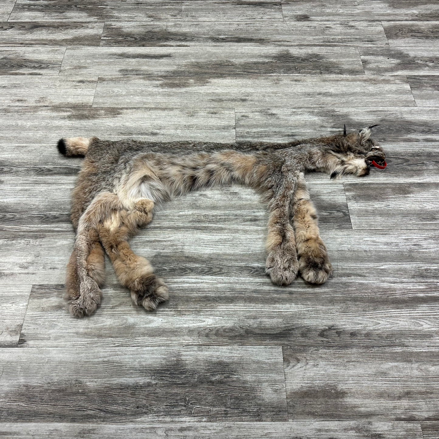 Peau - Lynx #0001115