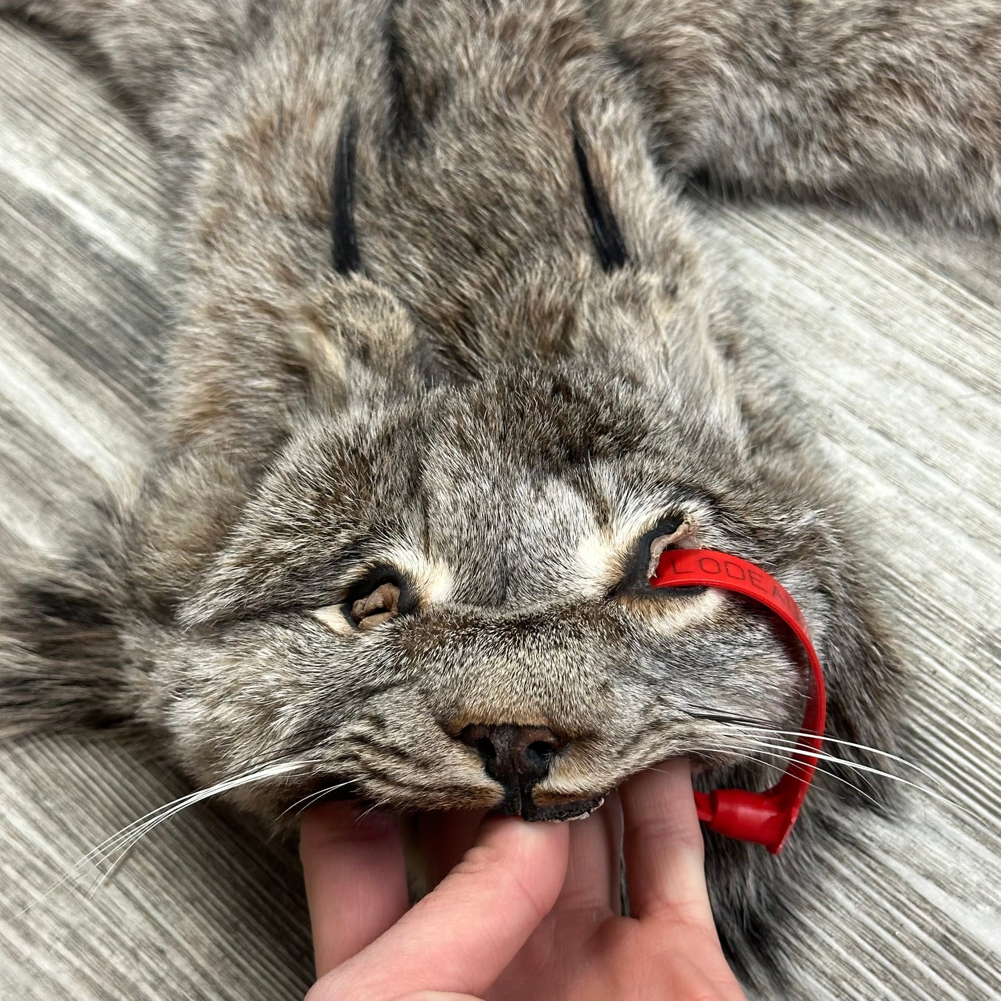 Peau - Lynx #0001115