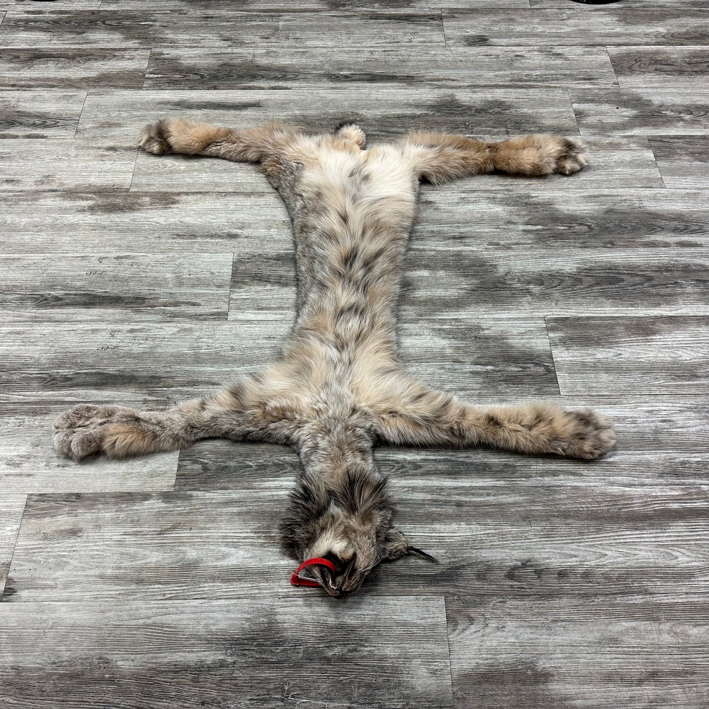 Peau - Lynx #0001115