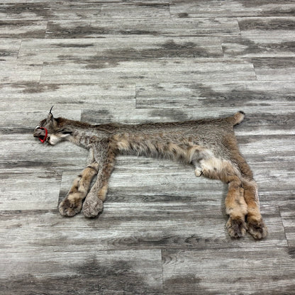 Peau - Lynx #0001119