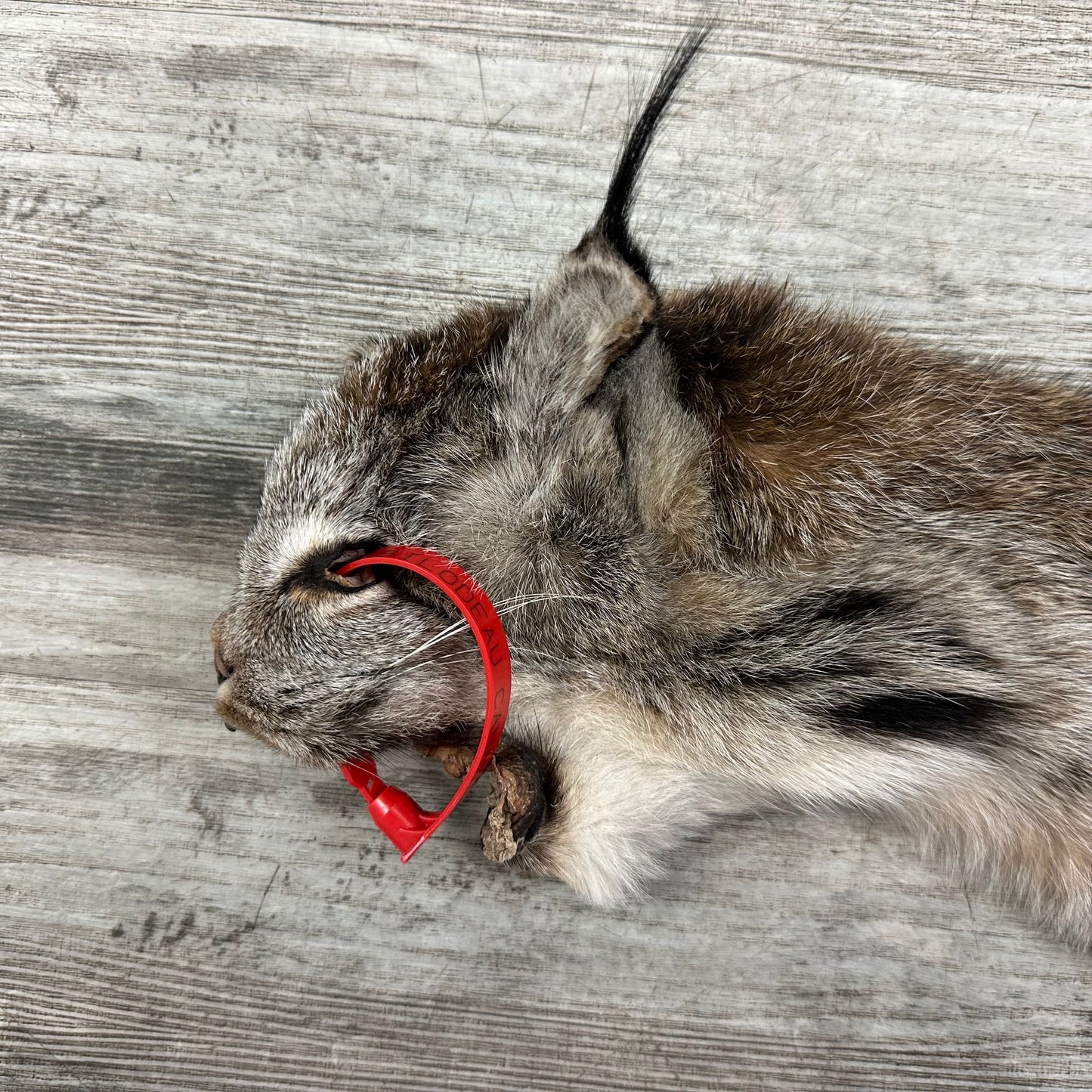 Peau - Lynx #0001119