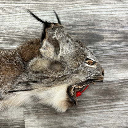Peau - Lynx #0001119