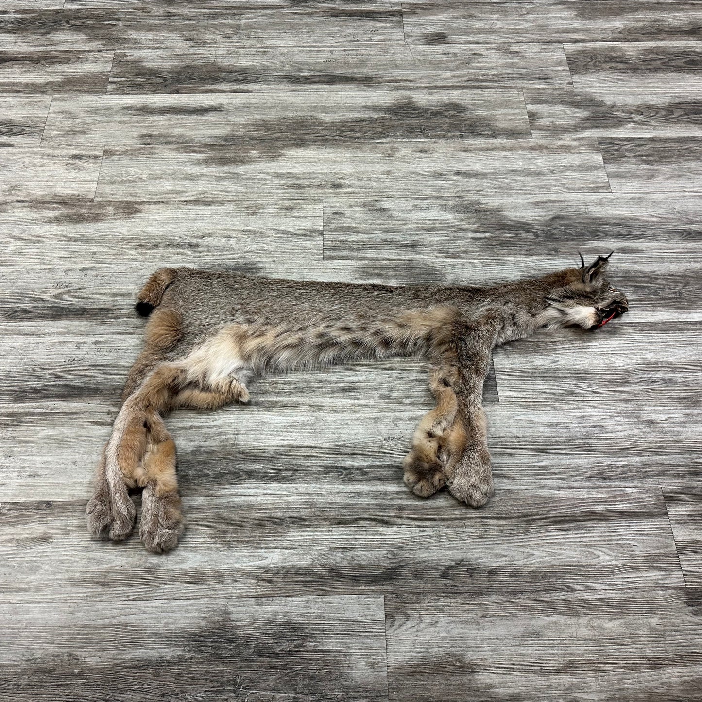 Peau - Lynx #0001119