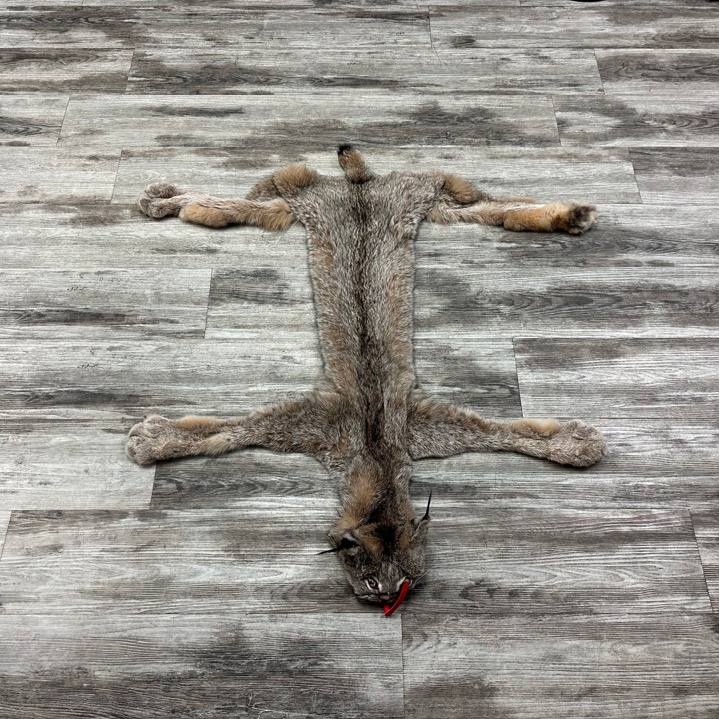 Peau - Lynx #0001119