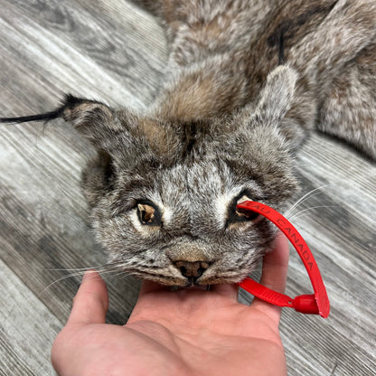Peau - Lynx #0001119