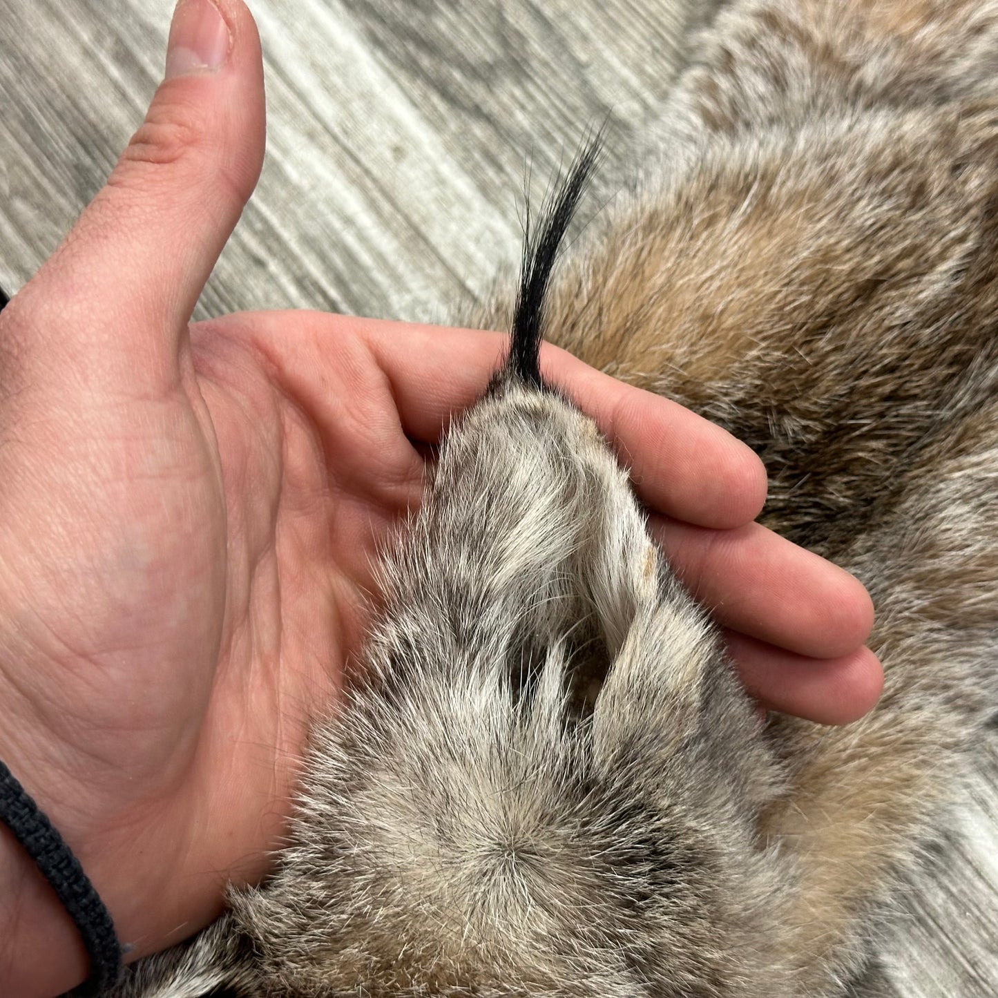 Peau - Lynx #0001119