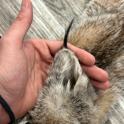 Peau - Lynx #0001119