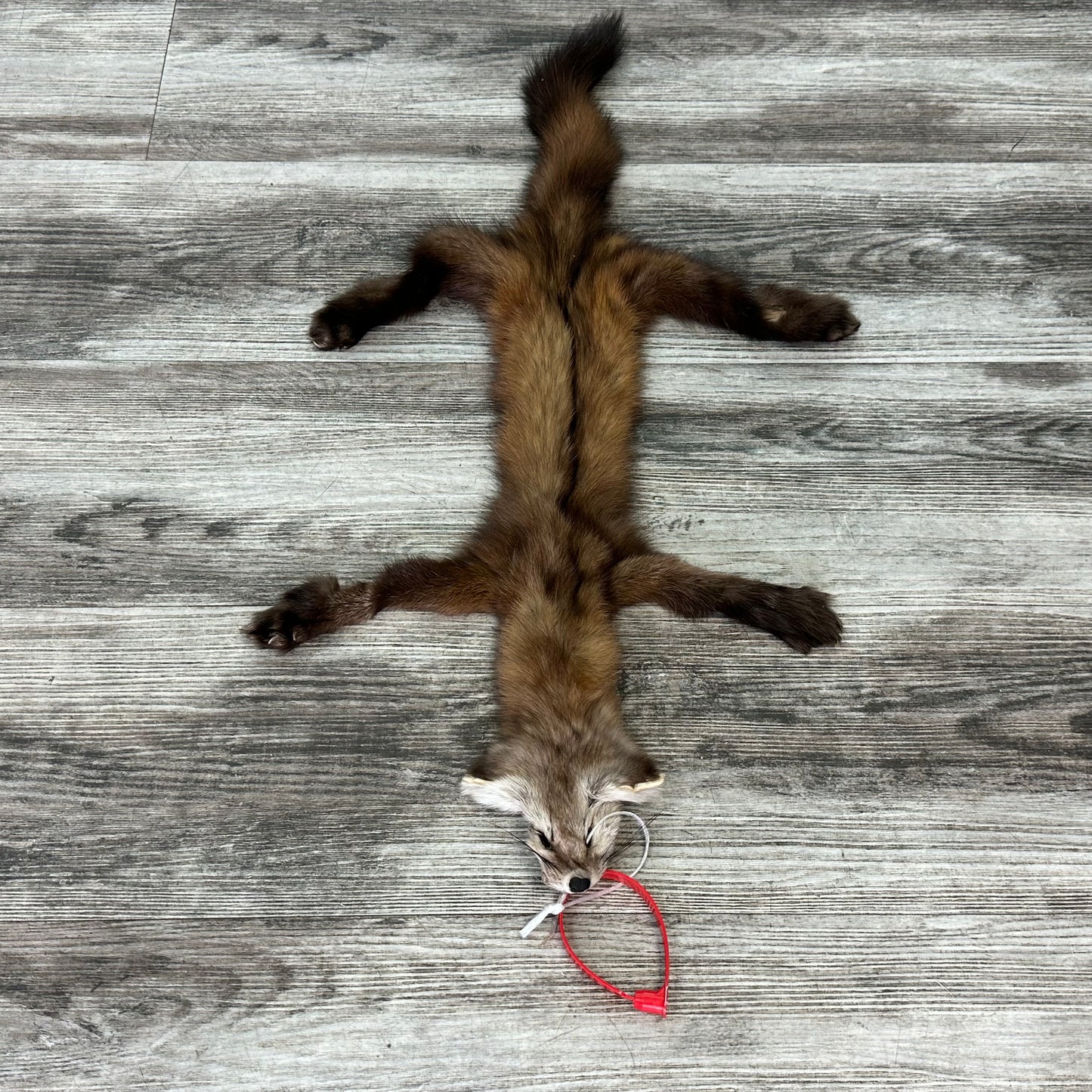 Peau - Martre #0001128