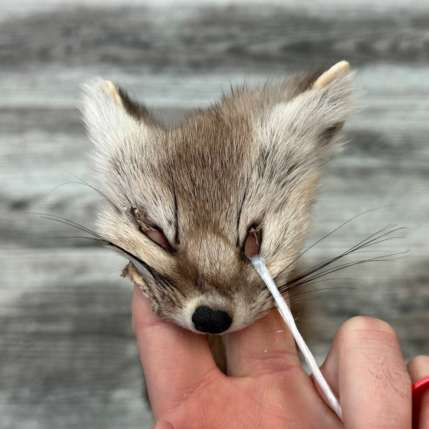 Peau - Martre #0001128