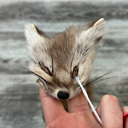 Peau - Martre #0001128