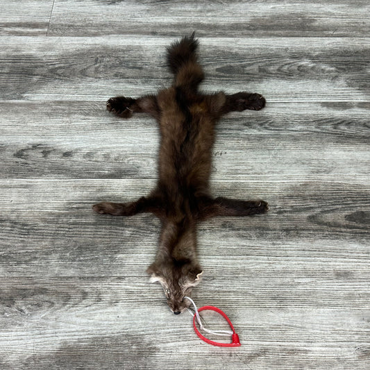 Peau - Martre #0001130