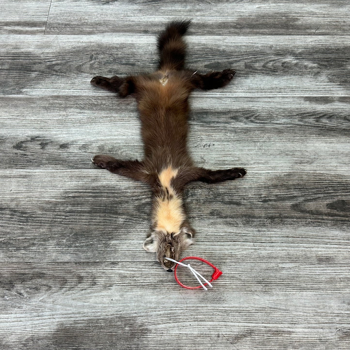 Peau - Martre #0001130